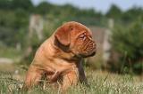 DOGUE DE BORDEAUX 346